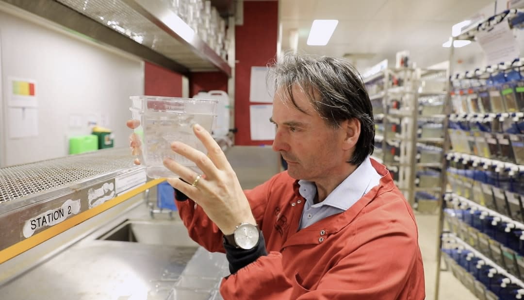 Professor Peter Currie of ARMI examining a bowl of zebrafish