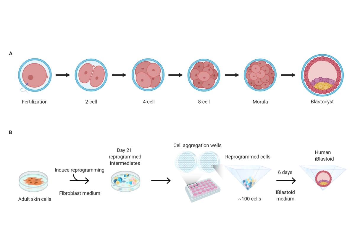 Graphic explaining human blastocyst and iBlastoid development