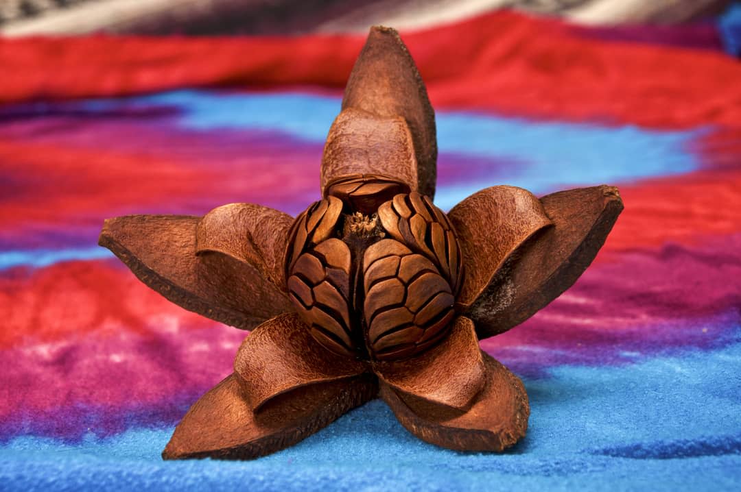 Front view of fully open skyfruit flower of the mahogany tree on a colorful cloth background. Used in alternative medicine as an herbal remedy.