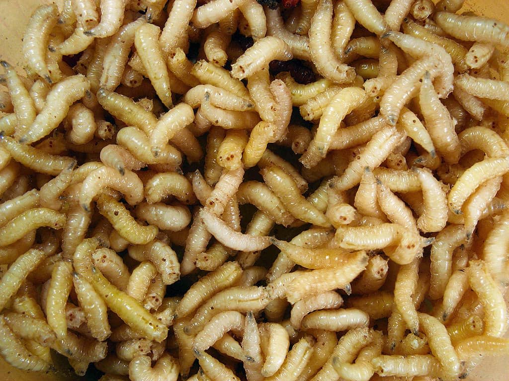 Maggots