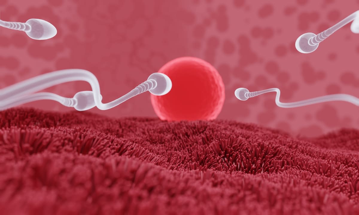 A pre-fertilisation illustration of sperm heading towards an egg