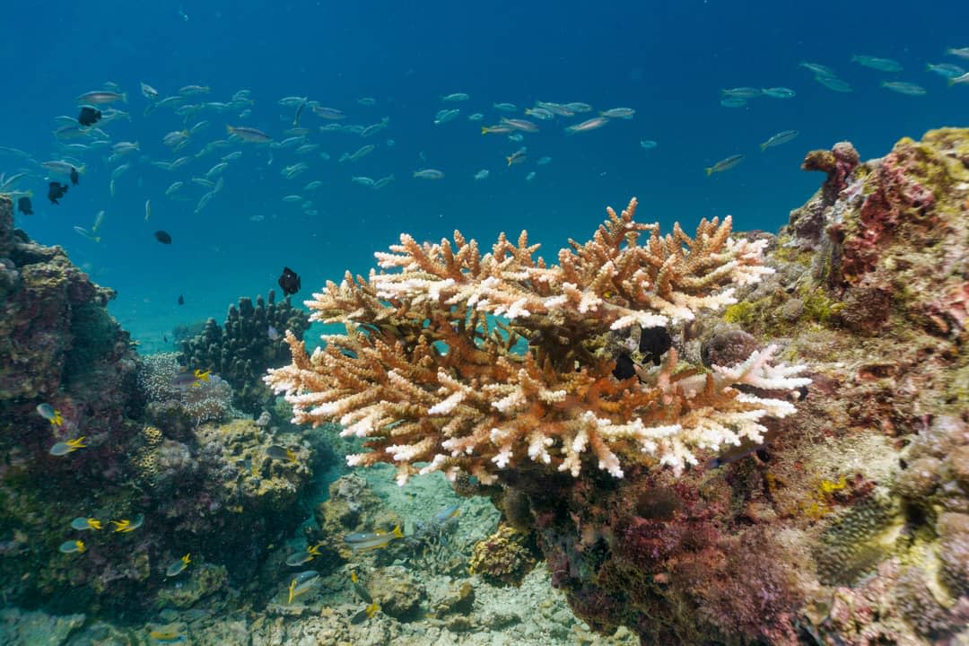 Coral bleaching.