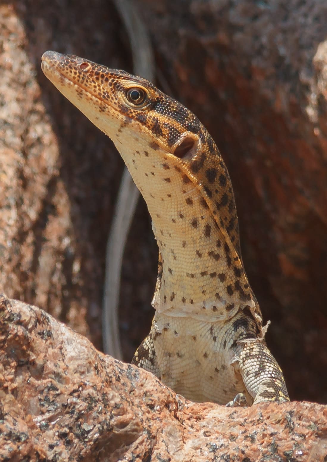 Mitchell's water monitor (Varanus mitchelli)