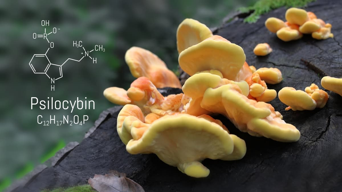 Structural chemical formula Psilocybin alkaloid molecule, with fungus growing on a tree trunk