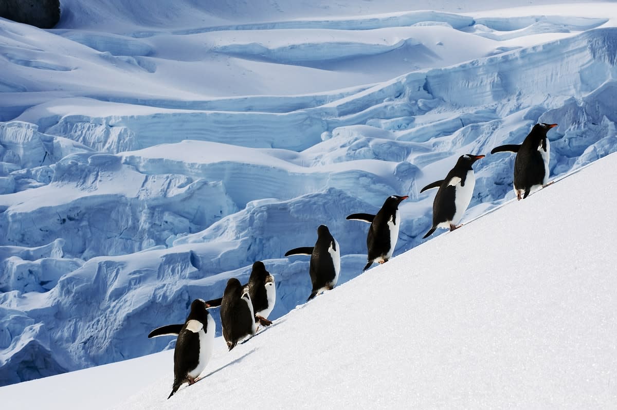 A group of penguins walking up a snow and ice-covered slope