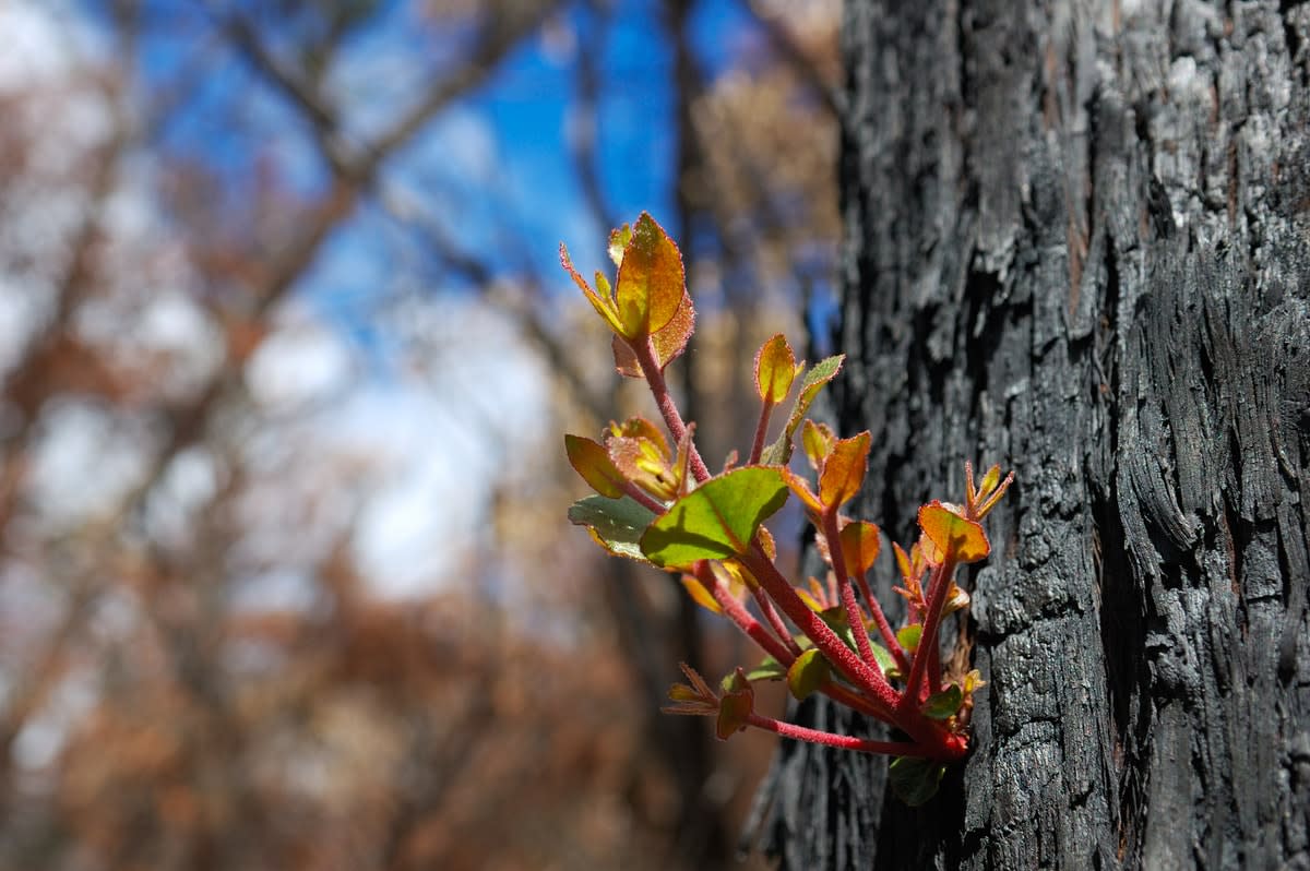 Regrowth shoots growing on the trunk a burnt tree