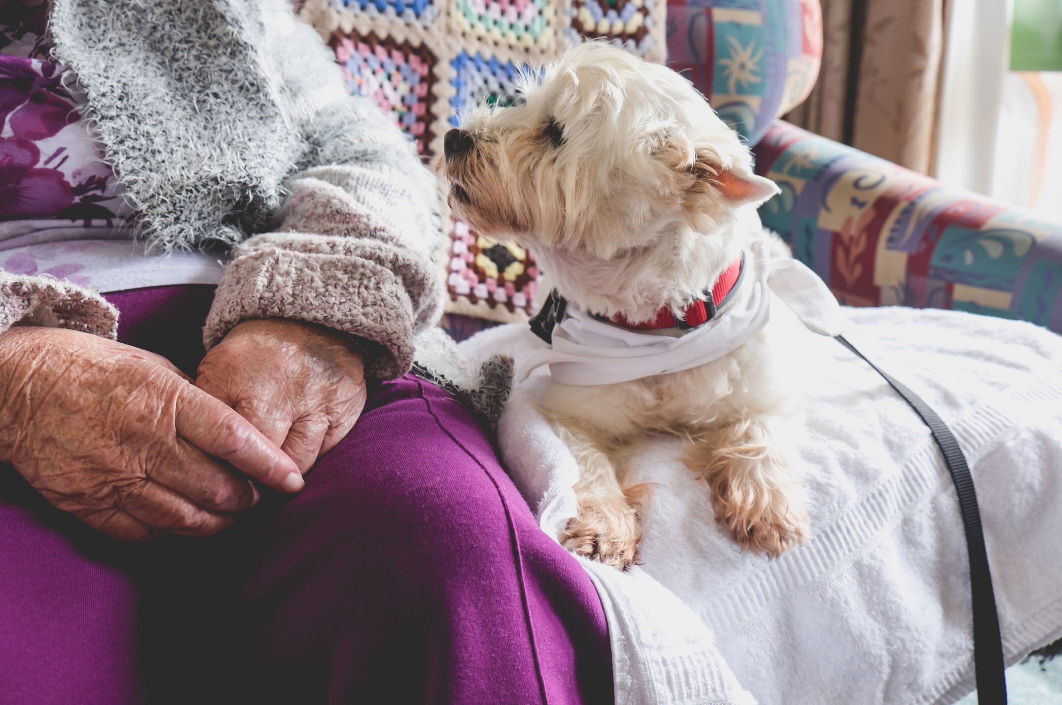 Therapy pet on couch next to elderly person in retirement rest home for seniors - dog is looking at elderly person