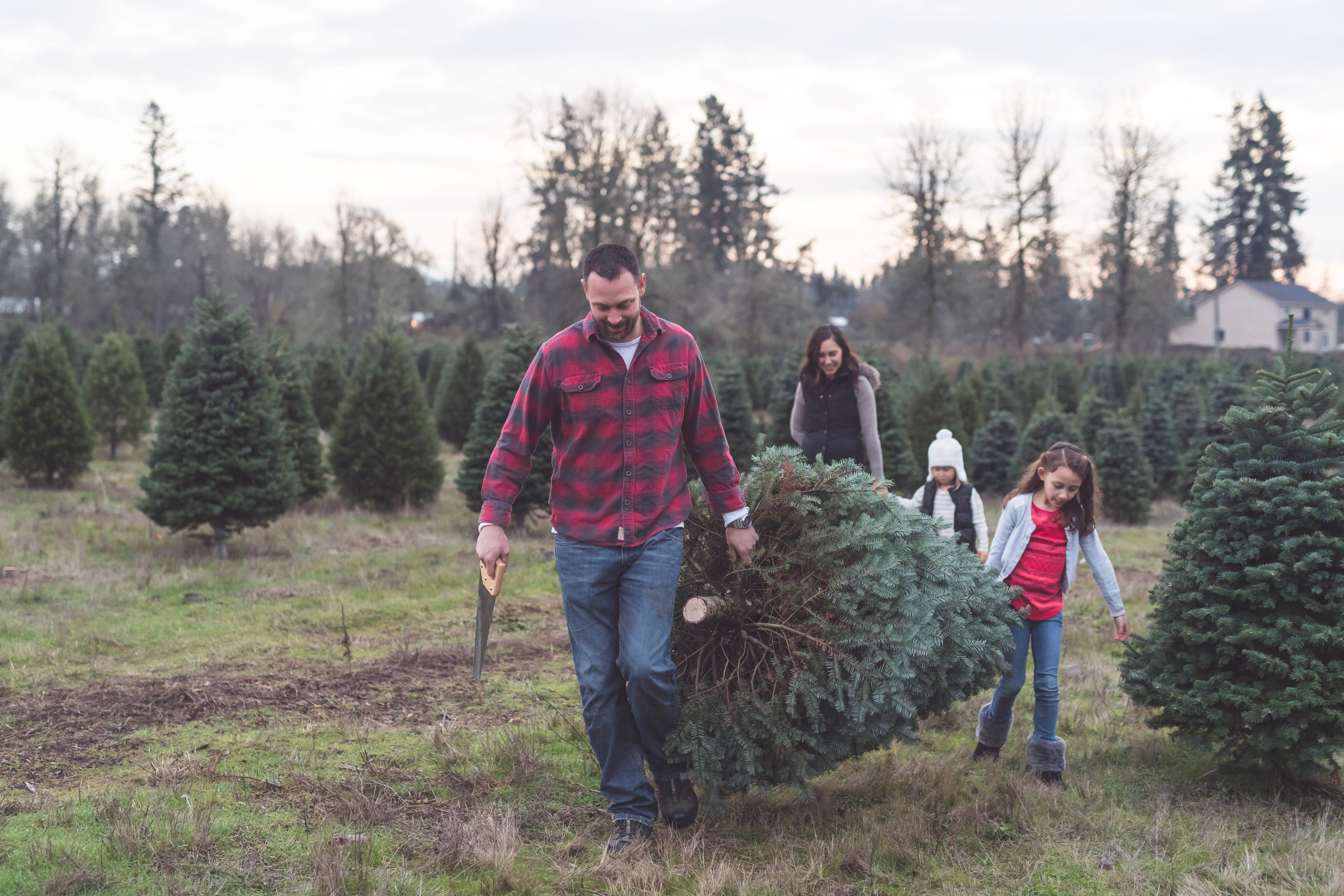 A family carry a Christmas tree from a farm, father , mother and daughters