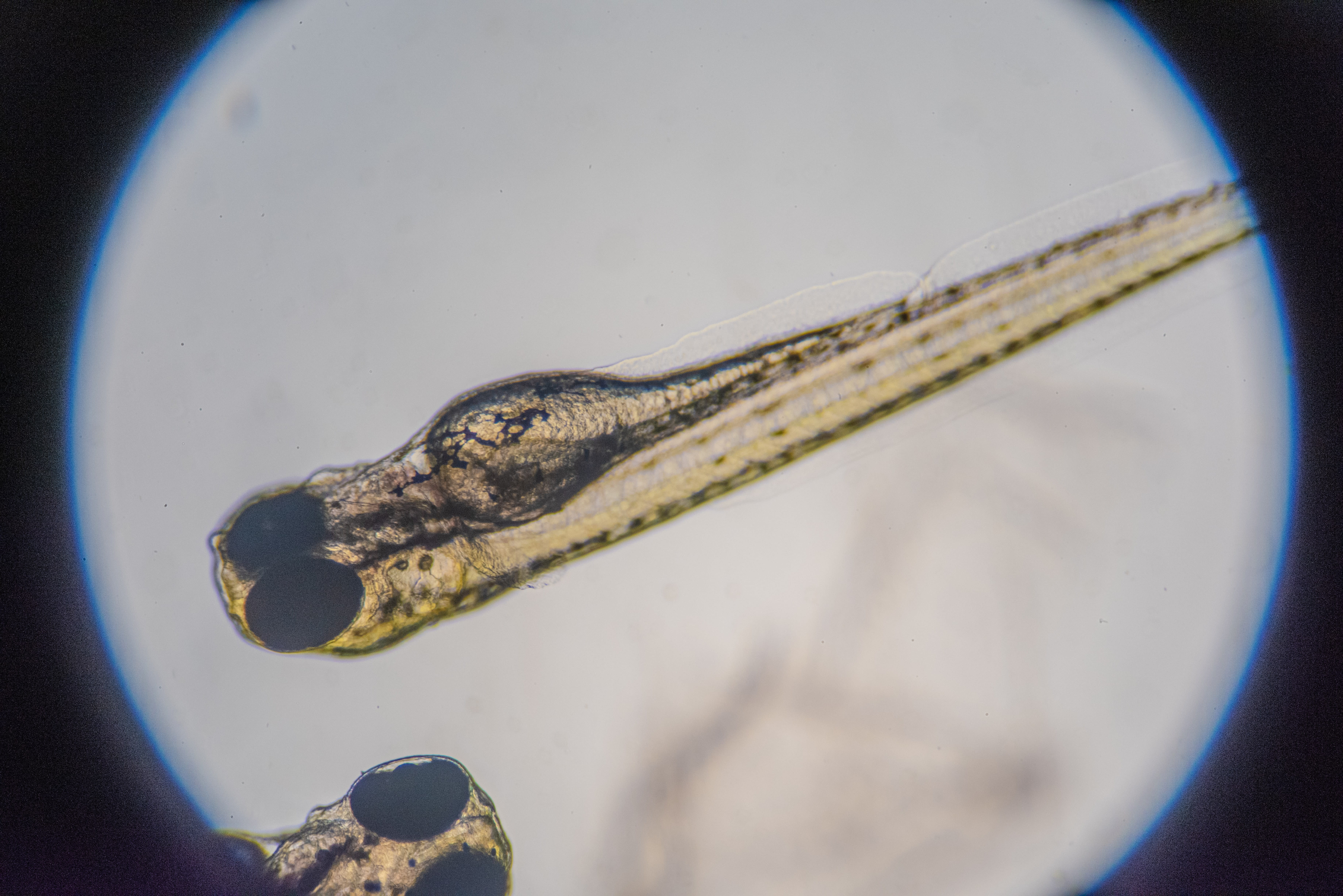 View of zebrafish embryos under a microscope 