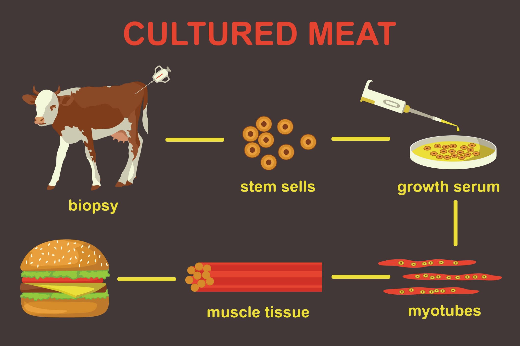 Cultured lab-grown meat infographics. 