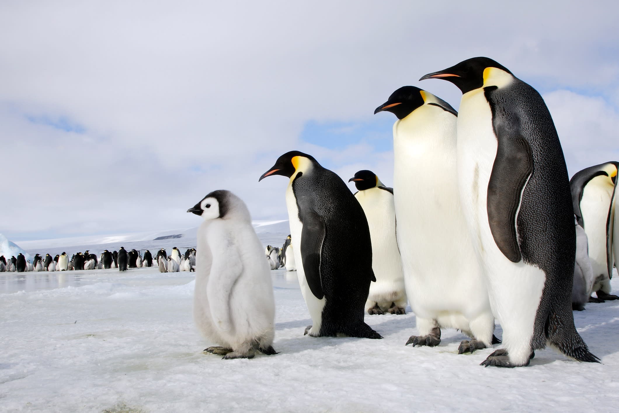 Emperor Penguins on sea ice.