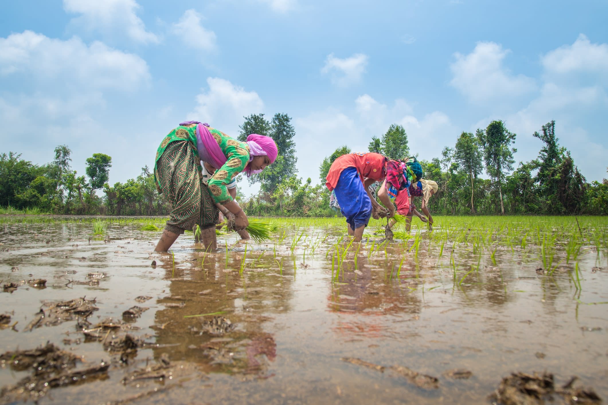 Group of Indian village farmers working in a paddy field