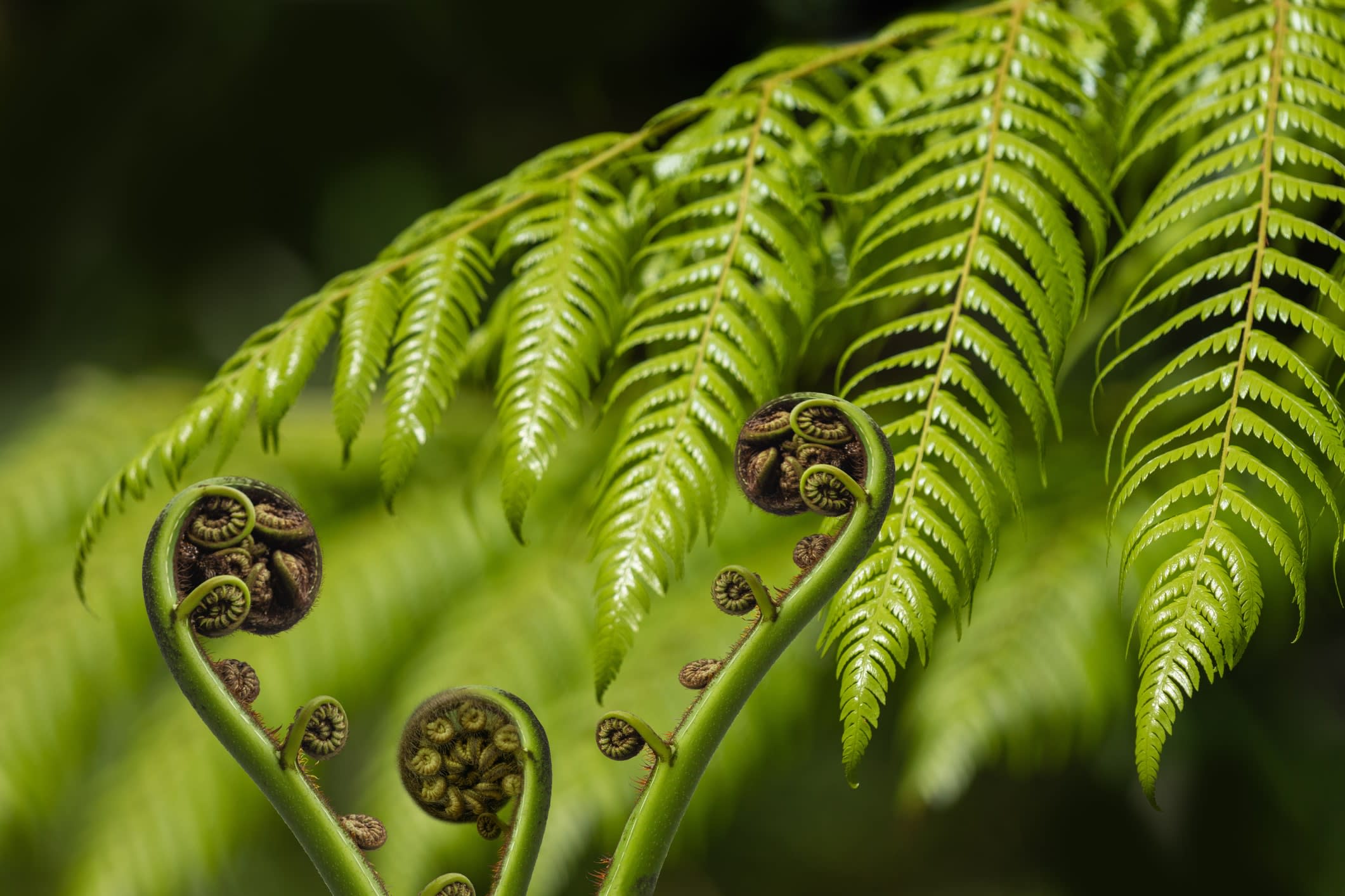 Ferns and unfurling fern fronds