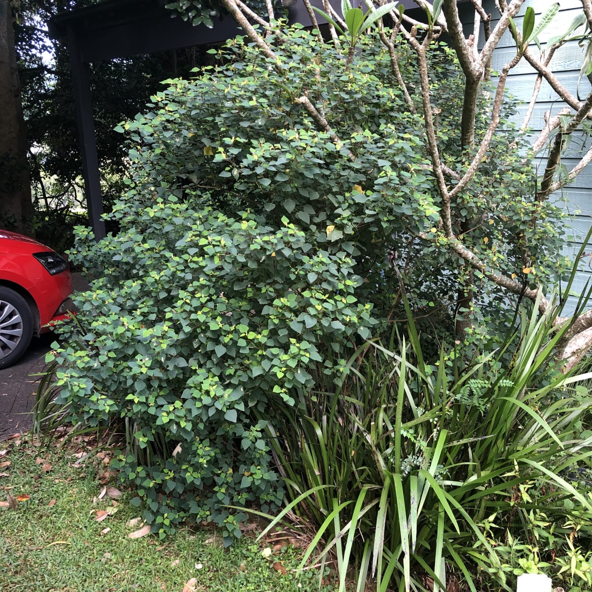 A classic Small-leaved Bleeding Heart (Homalanthus stillingiifolius), growing as a neat, rounded shape, in part shade beneath rainforest trees (oh, and an errant Frangipani). Image by Emma Rooksby.  