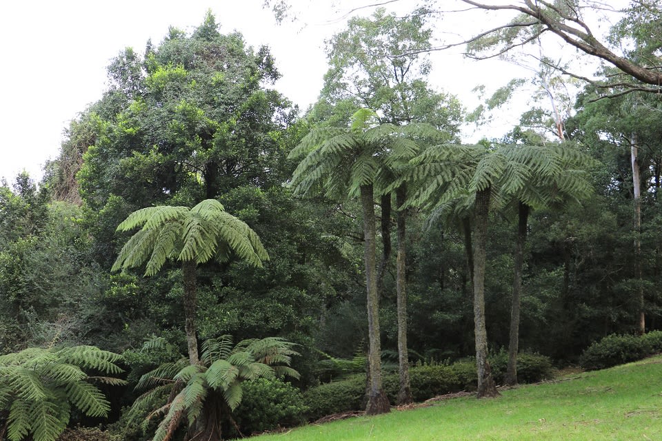 Rough Tree-fern (Cynthia australis), growing in good numbers along a creekline. Image by Peter Woodard. All rights reserved. 