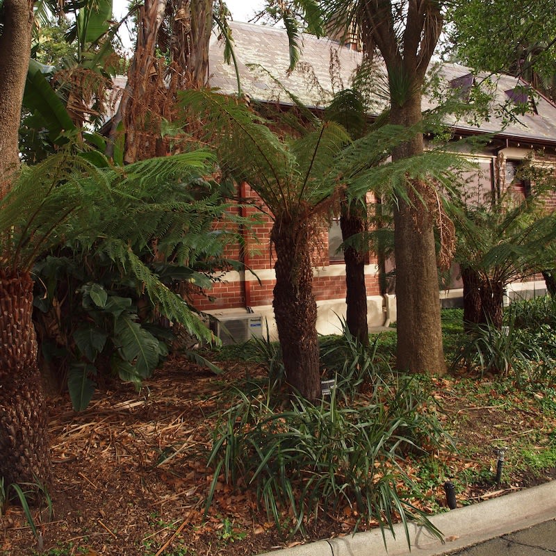 Soft Tree Fern in cultivation, showing the thick trunk. Image by Byron Cawthorne-McGregor. 