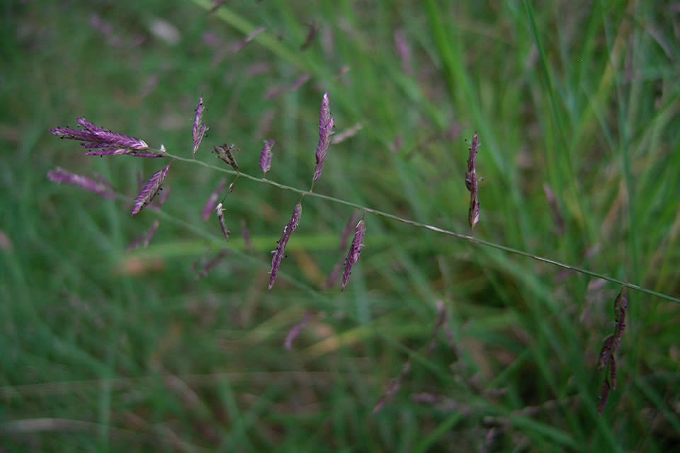 The attractive purple-hued seed head of Brown's Lovegrass (Eragrostis brownii), shown from very close up. Image by Barry Valley. All rights reserved. 