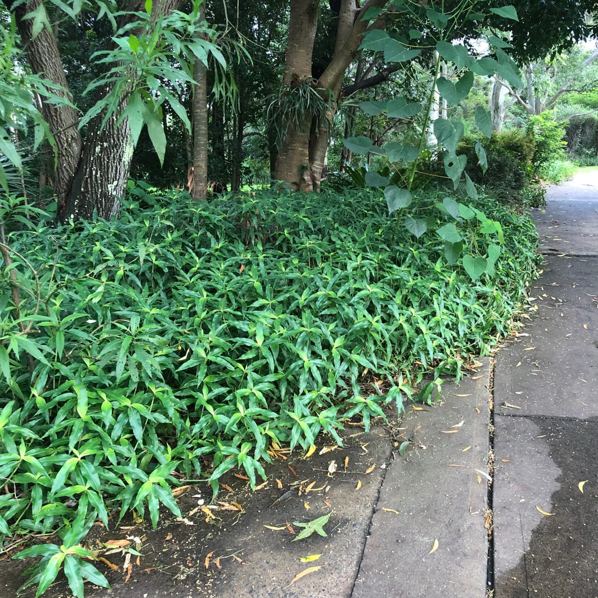 Pollia (Pollia crispata) growing happily in 80% shade alongside a path in Wollongong Botanic Garden. The picture shows the way Pollia leaves self-organise low sunlight conditions, incidentally leaving almost no areas of bare earth. Image by Emma Rooksby.