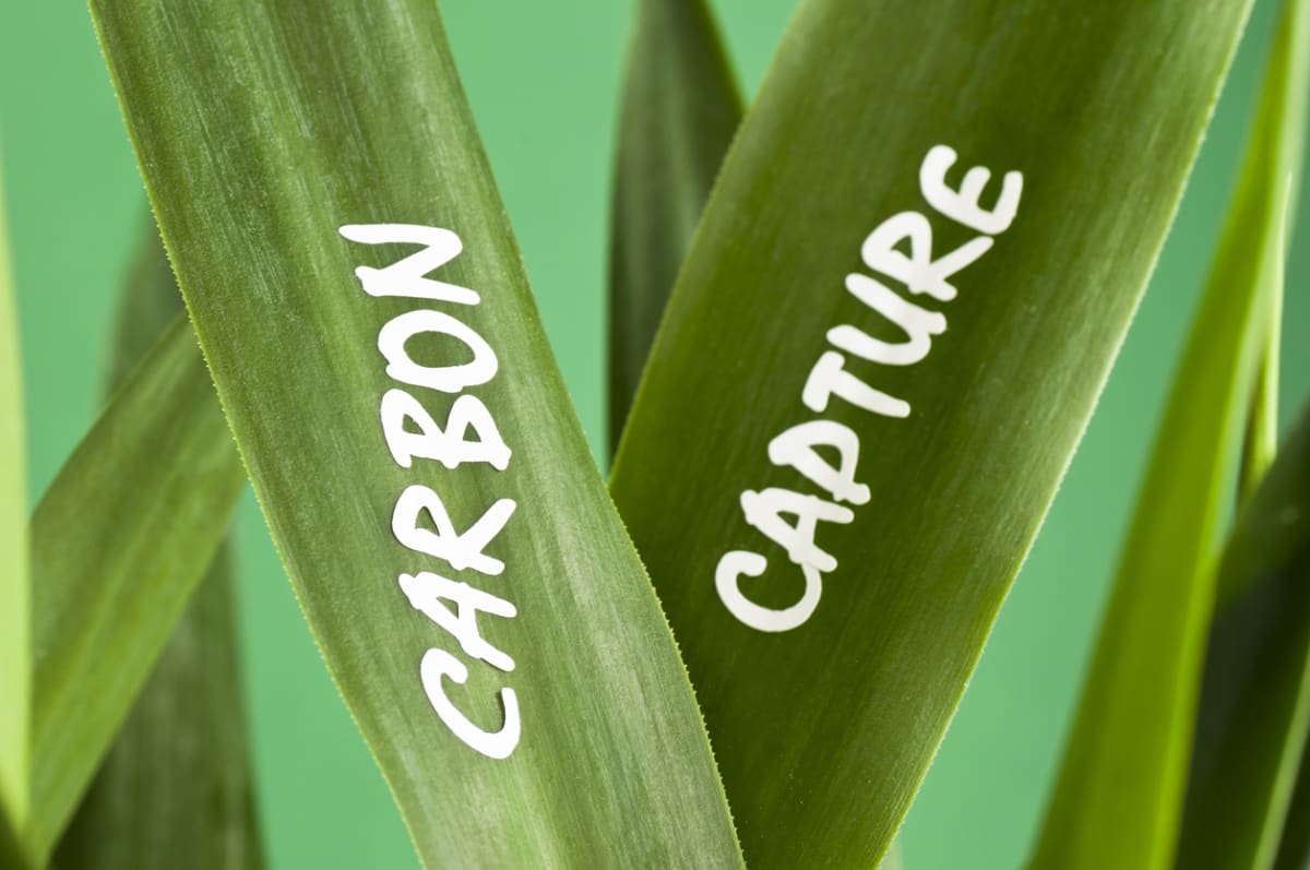 Close-up of plant leaves with the words 