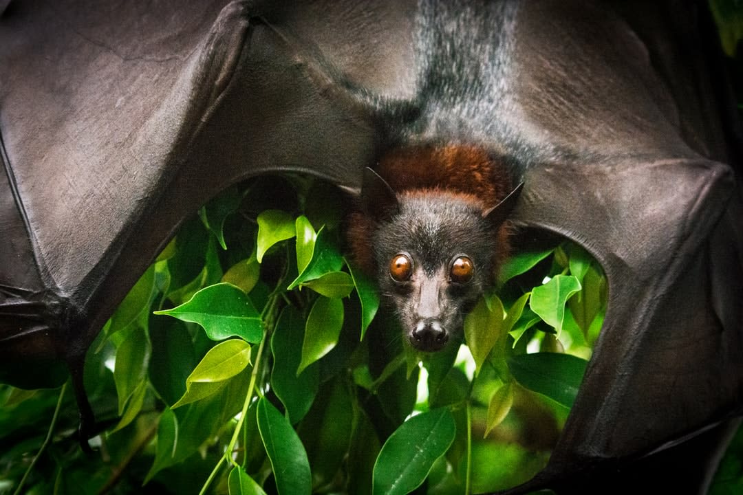 A bat hanging among bushes.