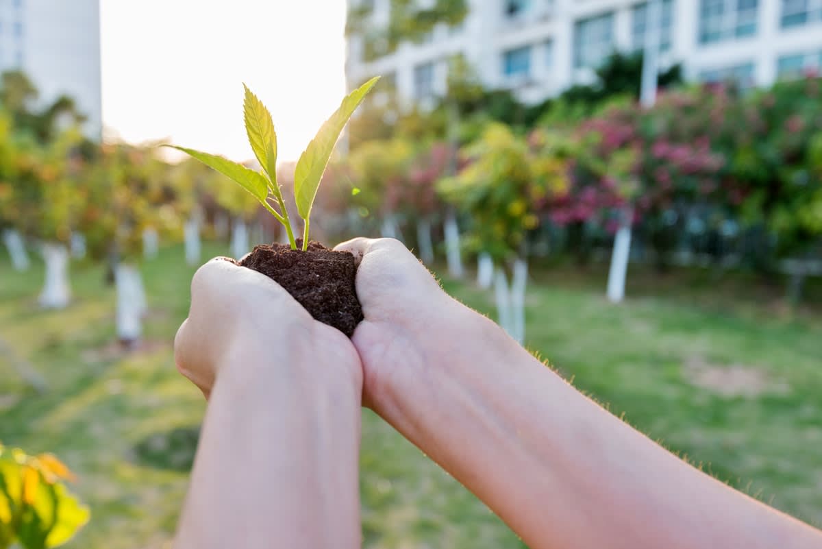 Woman's hands holding a tree seedling with trees and buildings in the background