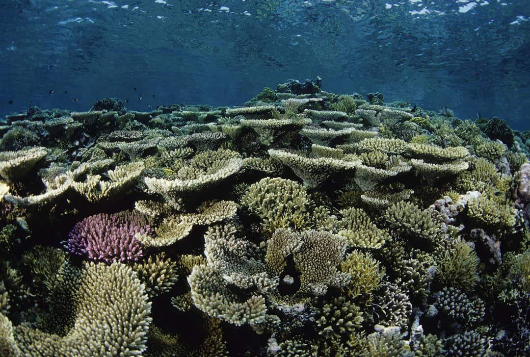 Bleaching of coral on Australia's Great Barrier Reef.