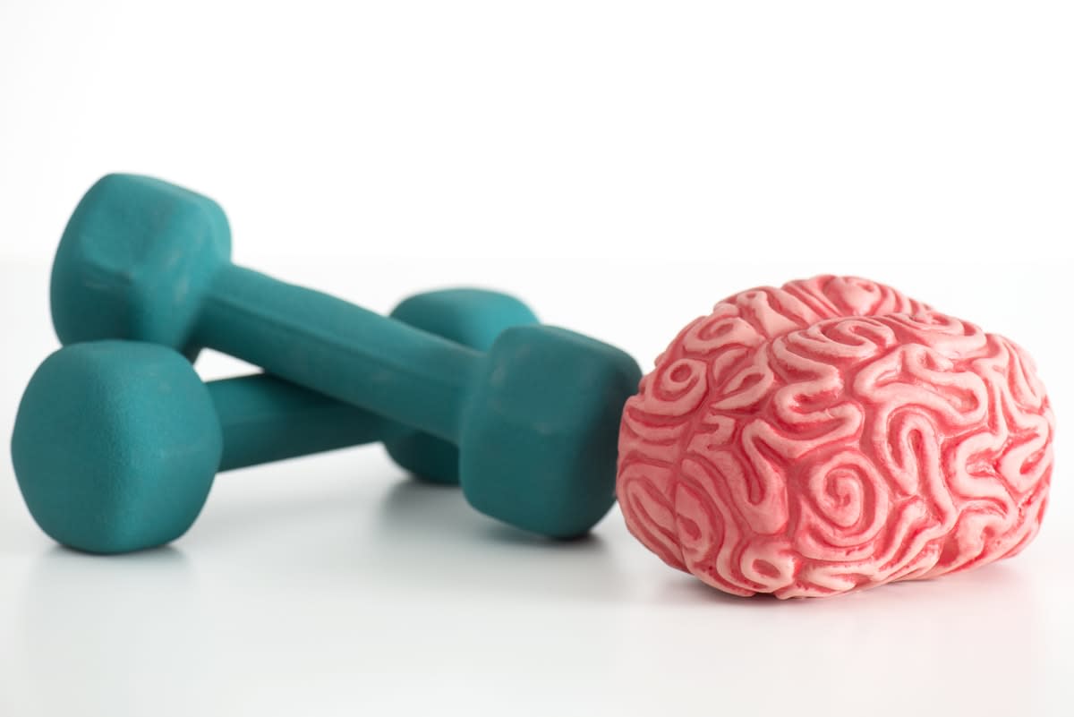 A plstic brain beside two barbell hand weights