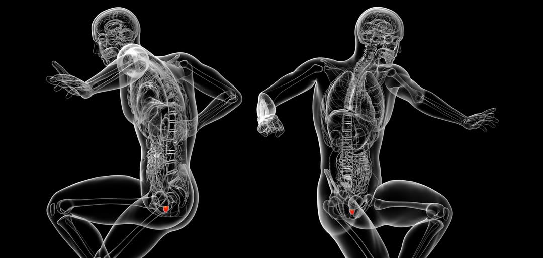 3d rendering illustration of the prostate gland