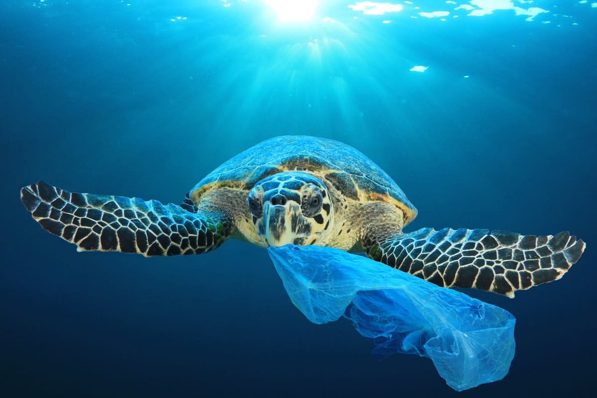 A turtle swimming towards the camera with a plastic bag in its mouth