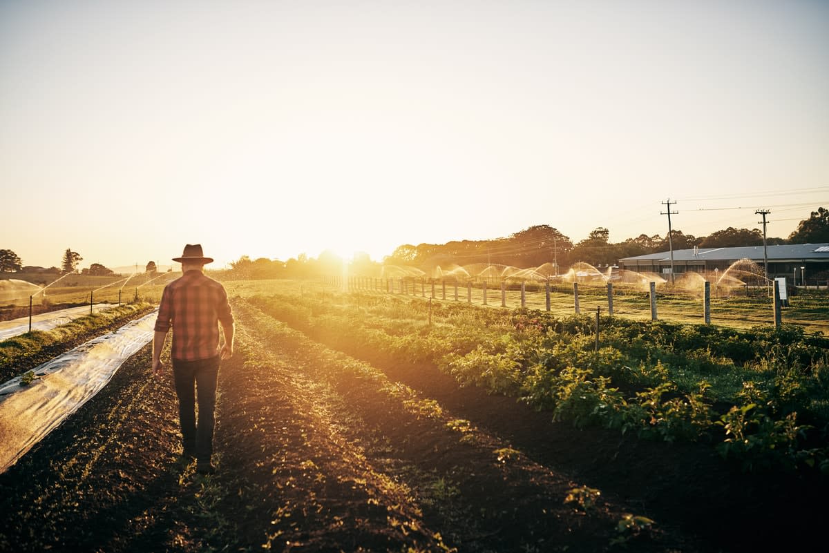 A farmer walking in a field, as the sun goes down in the distance