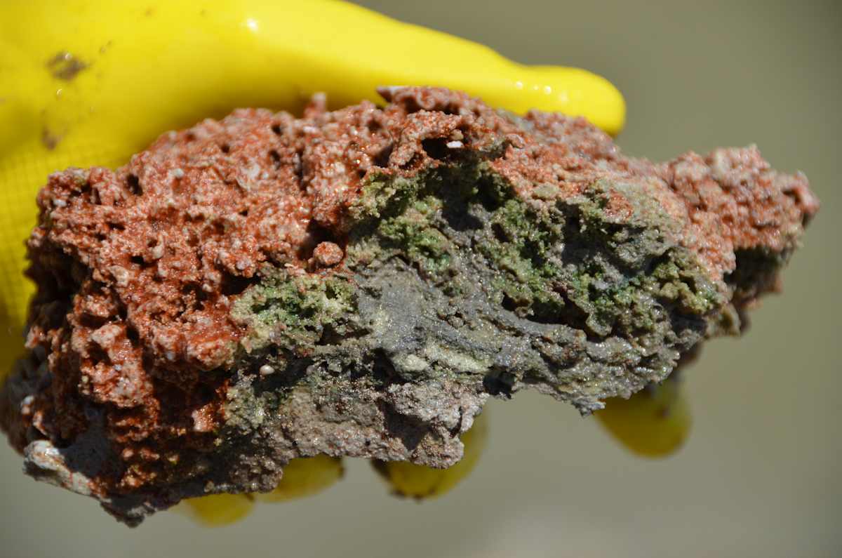 A gloved hand holding a rock showing the  layers of a forming microbialite