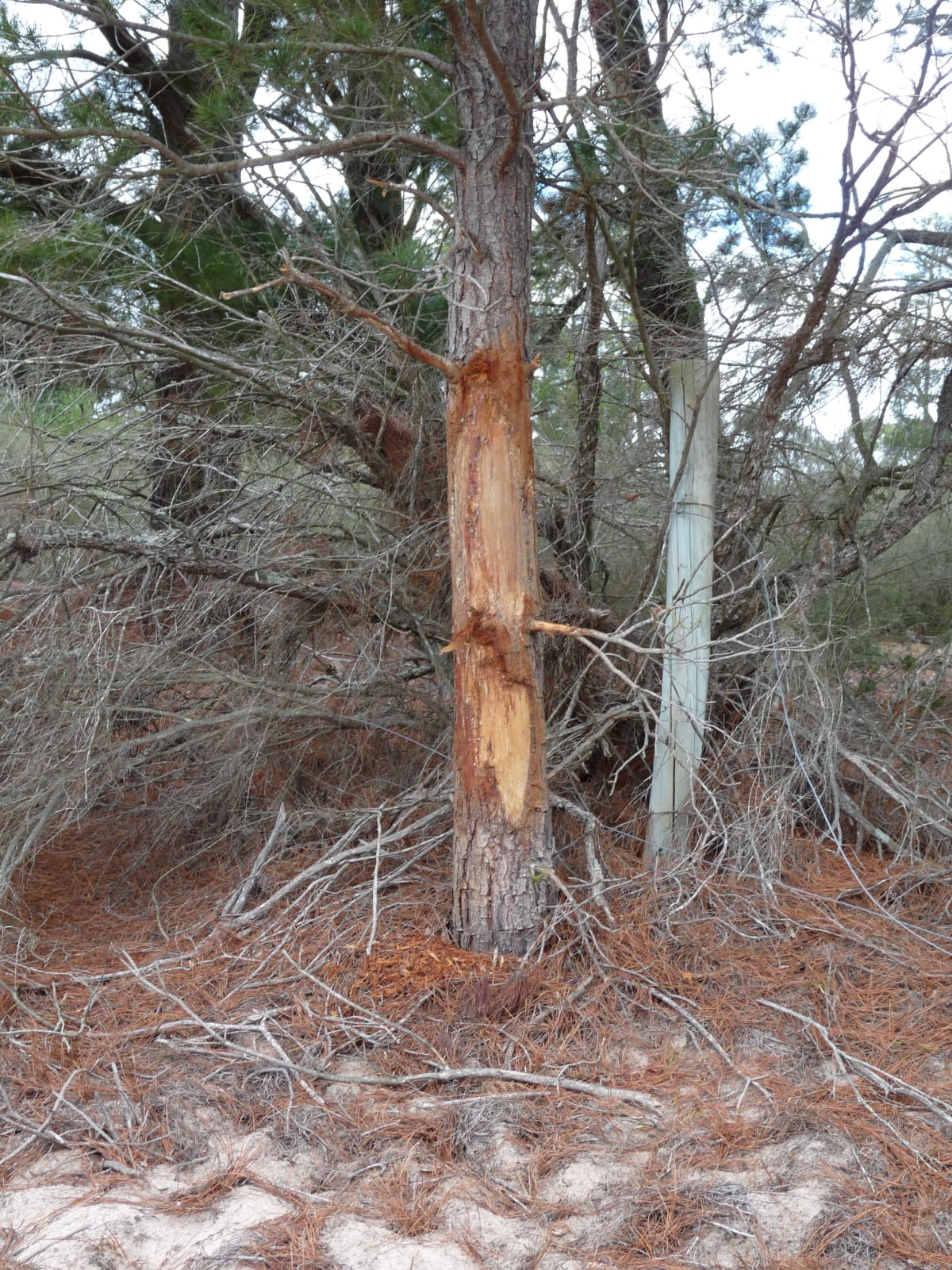 Deer Rubbing, Prevent Tree Damage