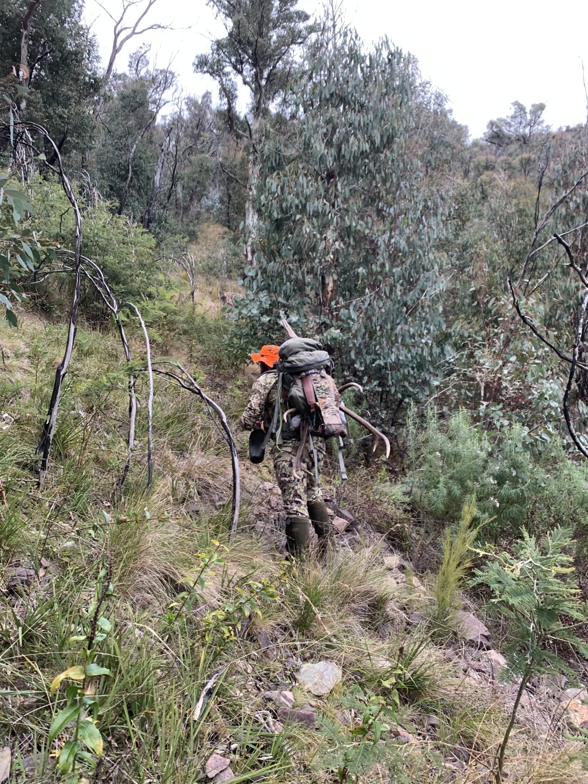 Subalpine Sambar hunt Australian Deer Association