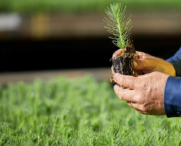 Program to help grow more farm forestry trees