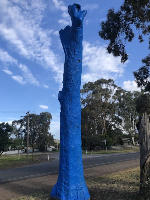 Sun shines on blue tree