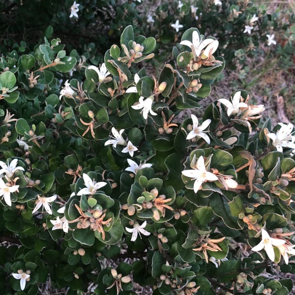 The decorative flowers of Coast Correa, point in all different directions on the naturally rounded exterior of a mature plant. Image by Emma Rooksby. 