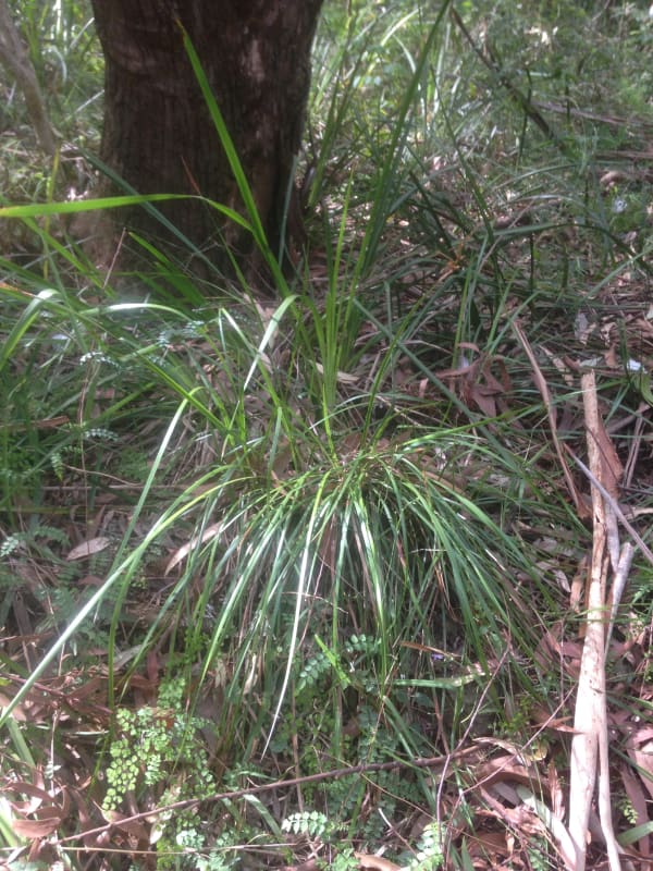 Coastal Sword Sedge (Lepidosperma laterale), one of the most common local Sword Sedge species. This picture shows typical habitat in eucalypt-dominated forest, in dappled shade. Image by Emma Rooksby.