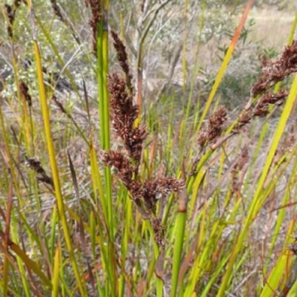 This is the flowerhead of the Pithy Sword Sedge (Lepidosperma longitudinale), which prefers more swampy conditions than L. laterale. Image by Barry Ralley. All rights reserved. 