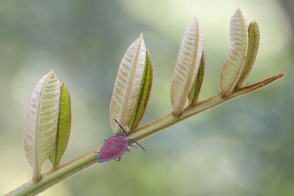 Young leaves of a Native Tamarind (Diploglottis australis) complete with Lychee Stink Bug, a common sap-sucking bug of the region. Image by Keith Horton. All rights reserved.