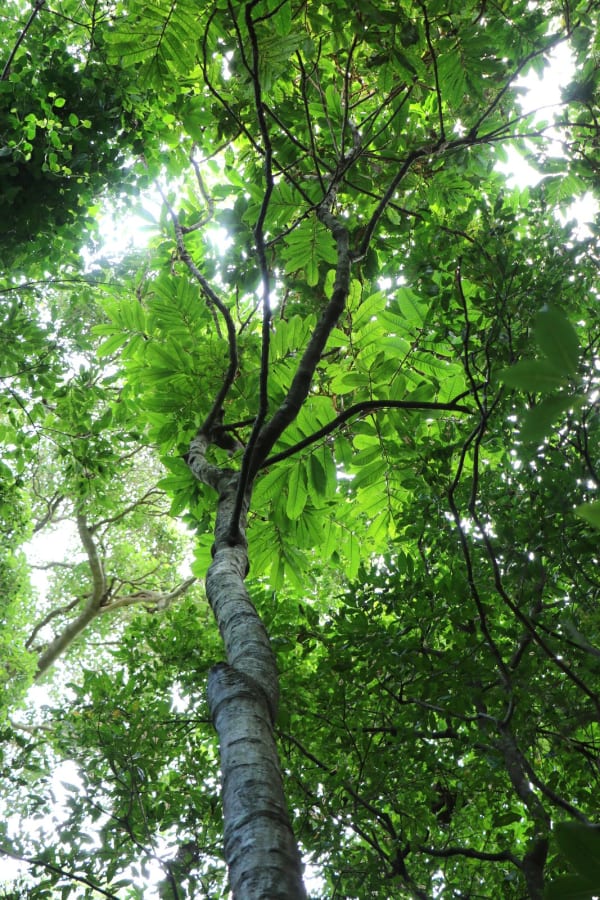 Looking up into the canopy of a massive Native Tamarind (Diploglottis australis). The large compound leaves are easily visible. Image by Peter Woodard, reproduced under CC BY-NC 2.0 (https://creativecommons.org/licenses/by-nc/2.0/).