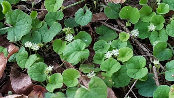 Looked at up close, the kidney-shaped leaves and tiny, pretty green flowers of Kidney Weed are absolutely gorgeous. The seeds are also important to local fauna, and are eaten by animals such as the Pacific Black Duck. 