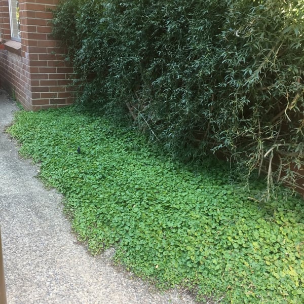 A typical view of Kidney Weed (Dichondra repens), used as a ground cover. It provides dense cover, is a pleasant shade of mid-green, and is otherwise unexceptionable. Easy to overlook in other words. Image by Emma Rooksby. 