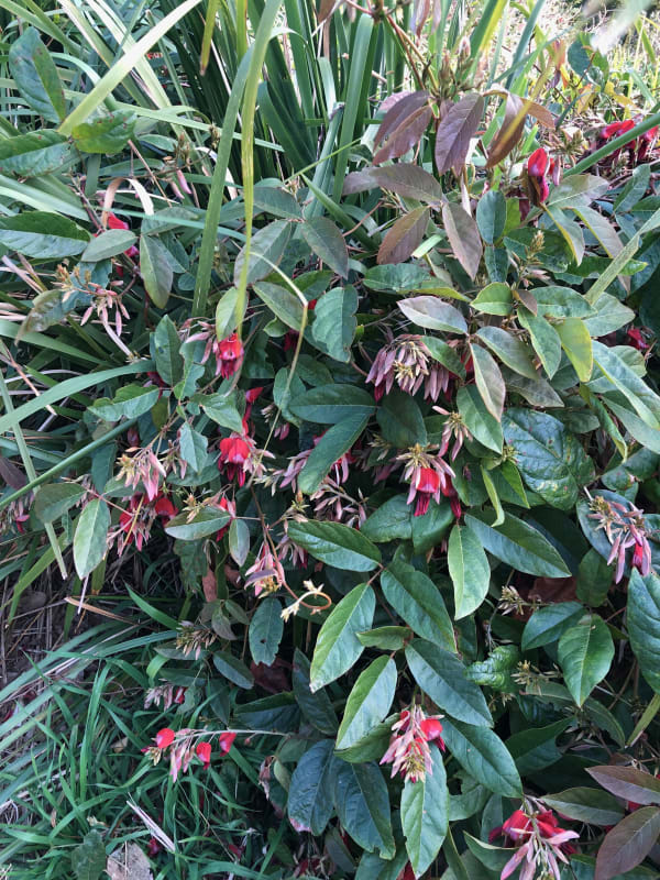 A vigorous Running Postman (Kennedy rubicunda) plant growing happily at Puckey's Estate in Fairy Meadow. Image by Emma Rooksby. 