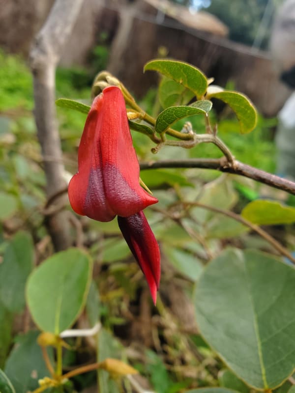 A close-up of a Running Postman flower. They are extraordinary elongated. Image by Stephanie Mackie-Schneider. 