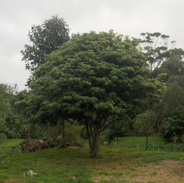 This Native Daphne is growing on the Ken Ausburn Track in Keiraville, just up from the University of Wollongong. The crown is neat and shapely, and perhaps the lower levels have been pruned from beneath by wallabies or goats. This specimen can easily be appreciated if you walk the track which takes you up towards the Mount Keira Ring Track and onwards to the summit. Image by Emma Rooksby. 