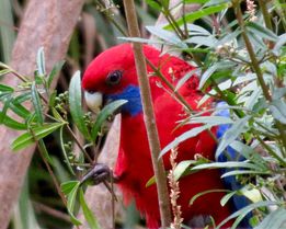 A Crimson Rosella feeding on the fruit of Sandfly Zieria. Image taken by Tina Hanneman.