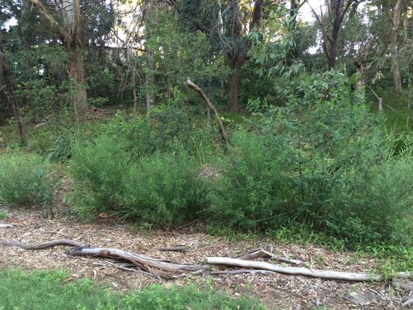 A row of Sandfly Zieria (Z. smithii) growing in Richardson Park in Keiraville. Image by Emma Rooksby.