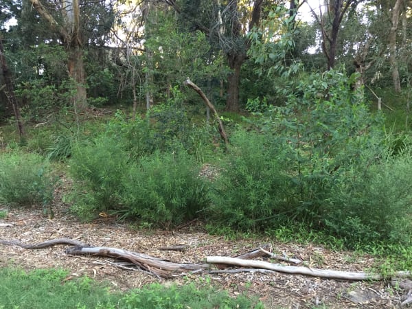 A row of Sandfly Zieria (Z. smithii) growing in Richardson Park in Keiraville. Image by Emma Rooksby. 