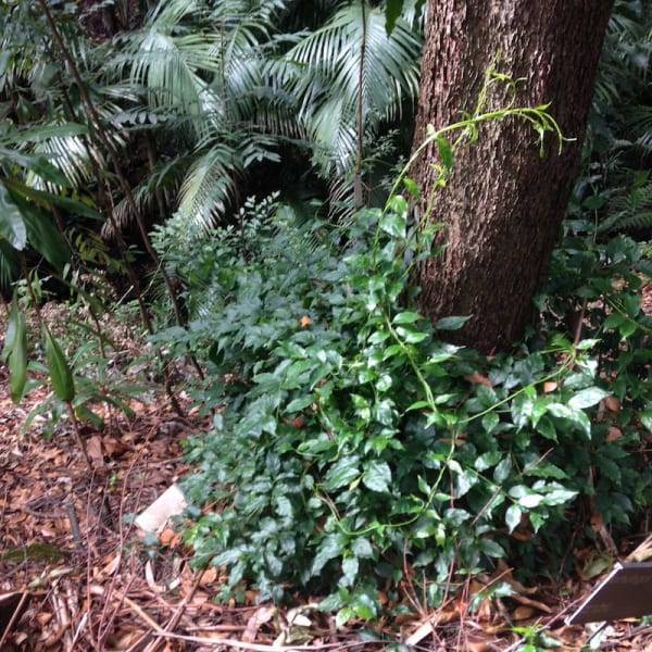 This young Jasmine Morinda (Gynochthodes jasminoides) is just starting to get the idea that it doesn't need to climb up itself, and is reaching out to the nearby Rose She-oak (Allocasuarina torulosa) as a support. Image by Emma Rooksby.