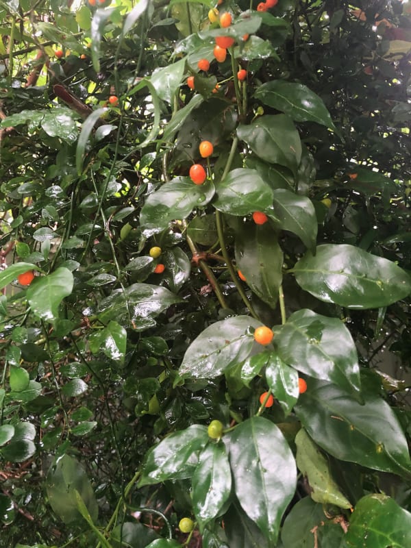 This Jasmine Morinda (Gynochthodes jasminoides) is fruiting really well at the moment in our garden, with fruit at varying stages of ripeness to be seen on the one plant.  The plant is growing up a mixed hedge planting of Finger Lime (not a local native sorry) and Native Elderberry (Sambucus australasicus), which are all around 2m tall, and once it reached the top of the canopy (if you can call it that at 2m), the vine has started to send stems back down again. These get fair morning sun and this plus all the rain have helped produce very heavy fruiting this season. Image by Emma Rooksby.